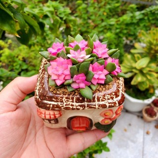 ​💖 SEN ĐÁ HỒNG SAO KÈM CHẬU SỨ [SIZE 7CM] - Cây Trồng Sẵn, Decor Bàn Làm Việc MẦM NẮNG GARDEN  lỗi 1 đền 1