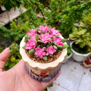 ​💖 SEN ĐÁ HỒNG SAO KÈM CHẬU SỨ [SIZE 7CM] - Cây Trồng Sẵn, Decor Bàn Làm Việc MẦM NẮNG GARDEN  lỗi 1 đền 1