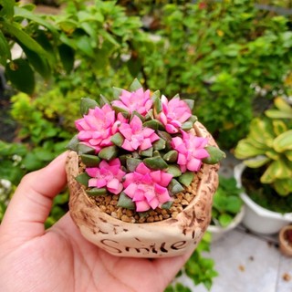 ​💖 SEN ĐÁ HỒNG SAO KÈM CHẬU SỨ [SIZE 7CM] - Cây Trồng Sẵn, Decor Bàn Làm Việc MẦM NẮNG GARDEN  lỗi 1 đền 1