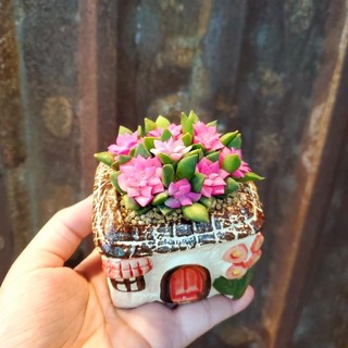 ​💖 SEN ĐÁ HỒNG SAO KÈM CHẬU SỨ [SIZE 7CM] - Cây Trồng Sẵn, Decor Bàn Làm Việc MẦM NẮNG GARDEN  lỗi 1 đền 1