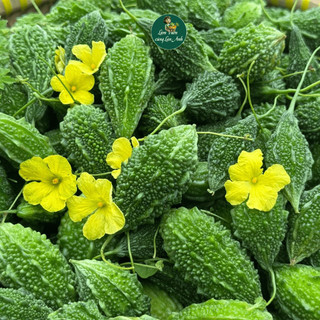 Hạt Giống Khổ Qua Rừng F1 (Gói 10 Hạt) Siêu Trái, Kháng Sâu Bệnh Tốt, Trồng Quanh Năm