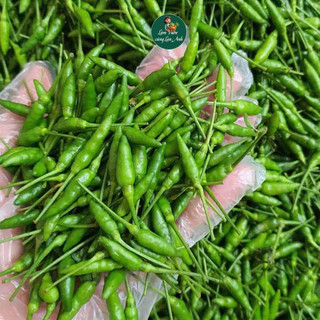 Hạt giống Ớt Xiêm Rừng Siêu Cay (Gói 100 Hạt) Dễ Trồng, Sinh Trưởng Khỏe, Trồng Quanh Năm