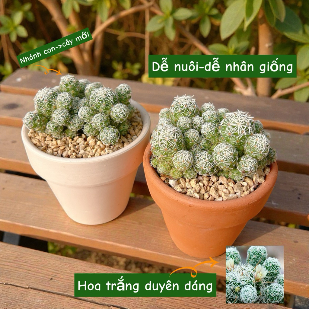 Xương Rồng Trứng Cút – Dễ Trồng, Đẻ Nhiều Nhánh – Hoa Trắng Đẹp ...