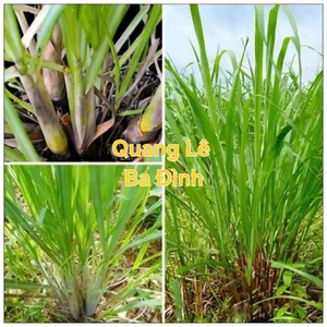 500g Cây Xả giống ( bụi xả nguyên dễ và đất), củ xả KVT