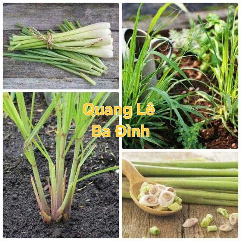 500g Cây Xả giống ( bụi xả nguyên dễ và đất), củ xả KVT