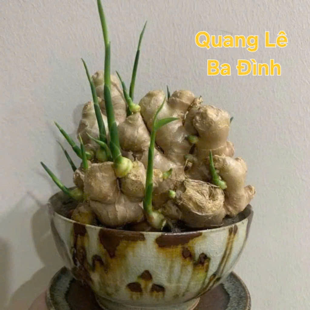 Cây To Đẹp Củ Gừng Bonsai Gừng Tài Lộc ( CHỈ BÁN CỦ ĐÃ KÍCH MẦM SẴN TƯỚI NƯỚC LÀ LÊN CÂY)