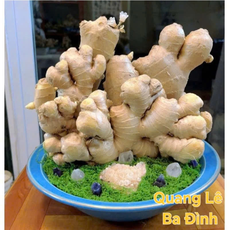 Cây To Đẹp Củ Gừng Bonsai Gừng Tài Lộc ( CHỈ BÁN CỦ ĐÃ KÍCH MẦM SẴN TƯỚI NƯỚC LÀ LÊN CÂY)
