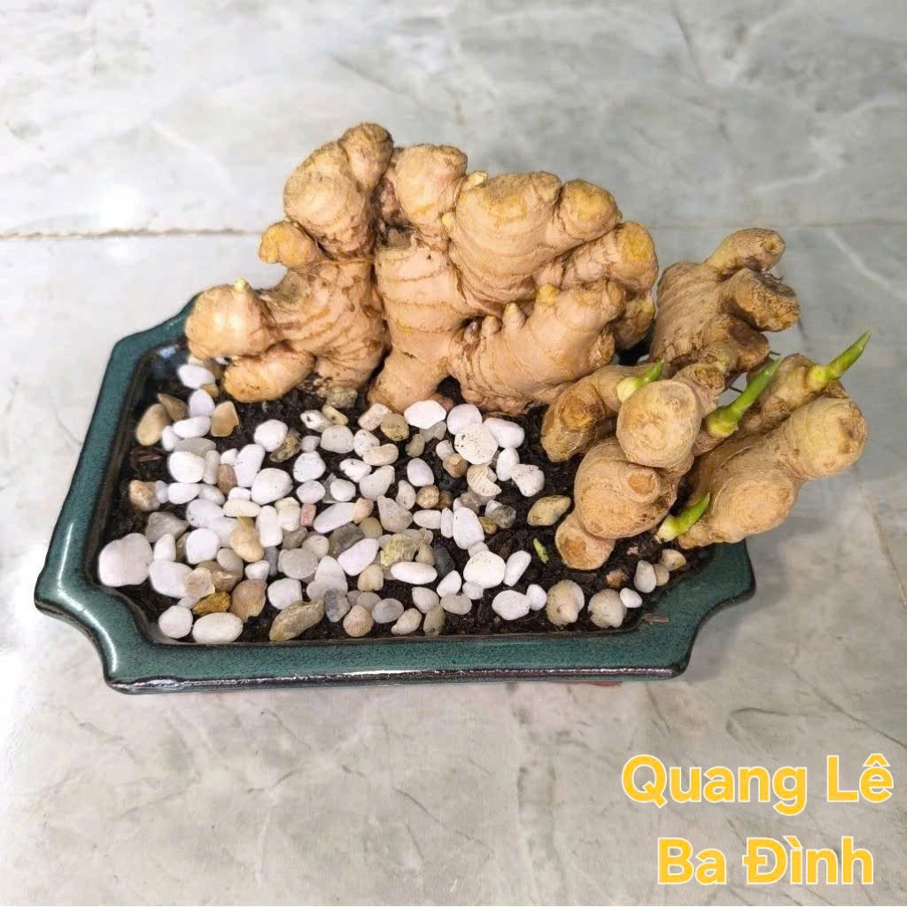 Cây To Đẹp Củ Gừng Bonsai Gừng Tài Lộc ( CHỈ BÁN CỦ ĐÃ KÍCH MẦM SẴN TƯỚI NƯỚC LÀ LÊN CÂY)