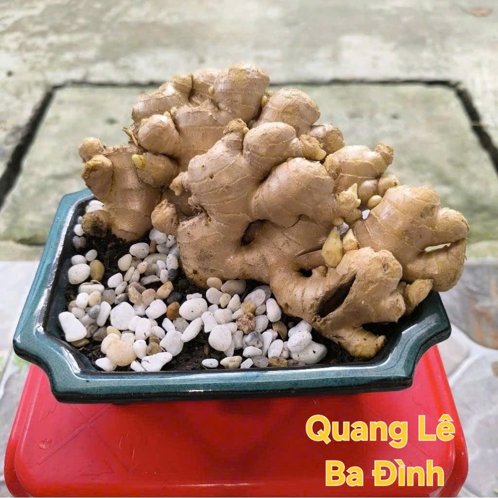 Cây To Đẹp Củ Gừng Bonsai Gừng Tài Lộc ( CHỈ BÁN CỦ ĐÃ KÍCH MẦM SẴN TƯỚI NƯỚC LÀ LÊN CÂY)