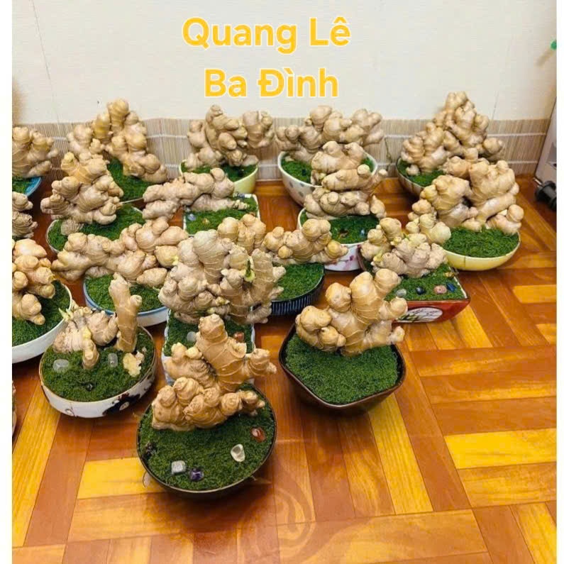 Cây To Đẹp Củ Gừng Bonsai Gừng Tài Lộc ( CHỈ BÁN CỦ ĐÃ KÍCH MẦM SẴN TƯỚI NƯỚC LÀ LÊN CÂY)