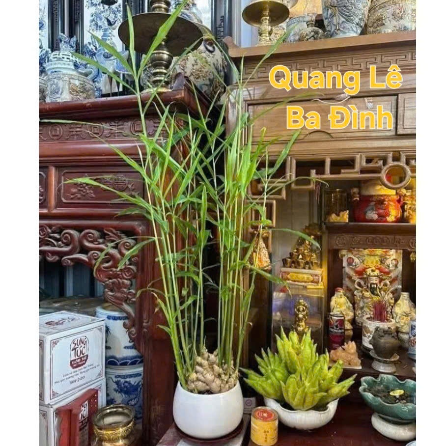 Cây To Đẹp Củ Gừng Bonsai Gừng Tài Lộc ( CHỈ BÁN CỦ ĐÃ KÍCH MẦM SẴN TƯỚI NƯỚC LÀ LÊN CÂY)