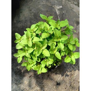 Chậu rau bạc hà Âu - rau gia vị