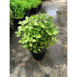 Chậu rau bạc hà Âu - rau gia vị