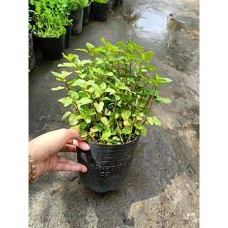 Chậu rau bạc hà Âu - rau gia vị