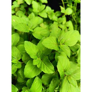 Chậu rau bạc hà Âu - rau gia vị