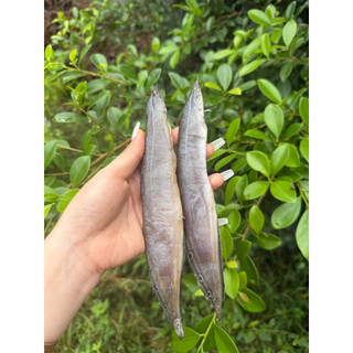 KHÔ CÁ CHẠCH VỊ VỪA ĂN GÓI 250G( tặng kèm mắm me)