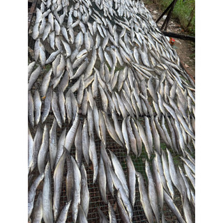 KHÔ CÁ CHẠCH VỊ VỪA ĂN GÓI 250G( tặng kèm mắm me)