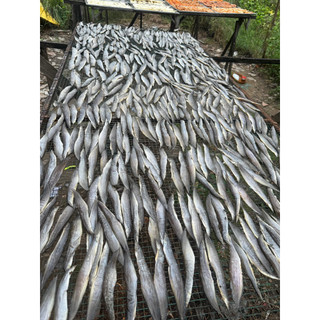 KHÔ CÁ CHẠCH VỊ VỪA ĂN GÓI 250G( tặng kèm mắm me)