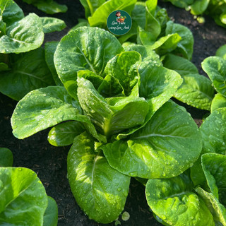 Hạt giống Xà Lách Romaine Chịu Nhiệt (Gói 2G~1000 Hạt) Ăn Giòn Ngọt Không Đắng, Rất Dễ Trồng