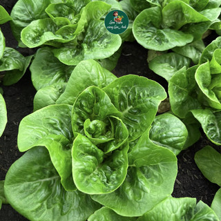 Hạt giống Xà Lách Romaine Chịu Nhiệt (Gói 2G~1000 Hạt) Ăn Giòn Ngọt Không Đắng, Rất Dễ Trồng