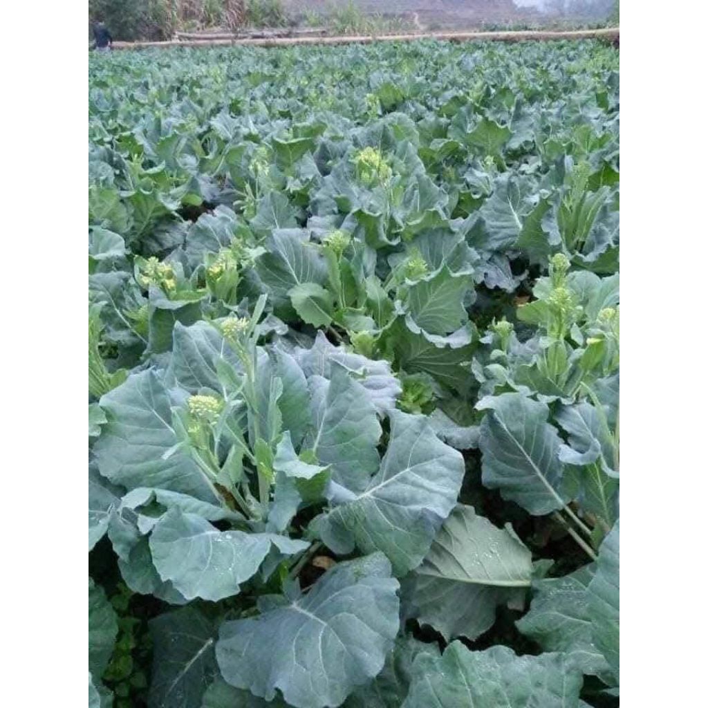 2000 Hạt Giống Cải Ngồng Xu Hào💯 Đặc Sản Vùng Cao Rất Ngon Dễ Trồng