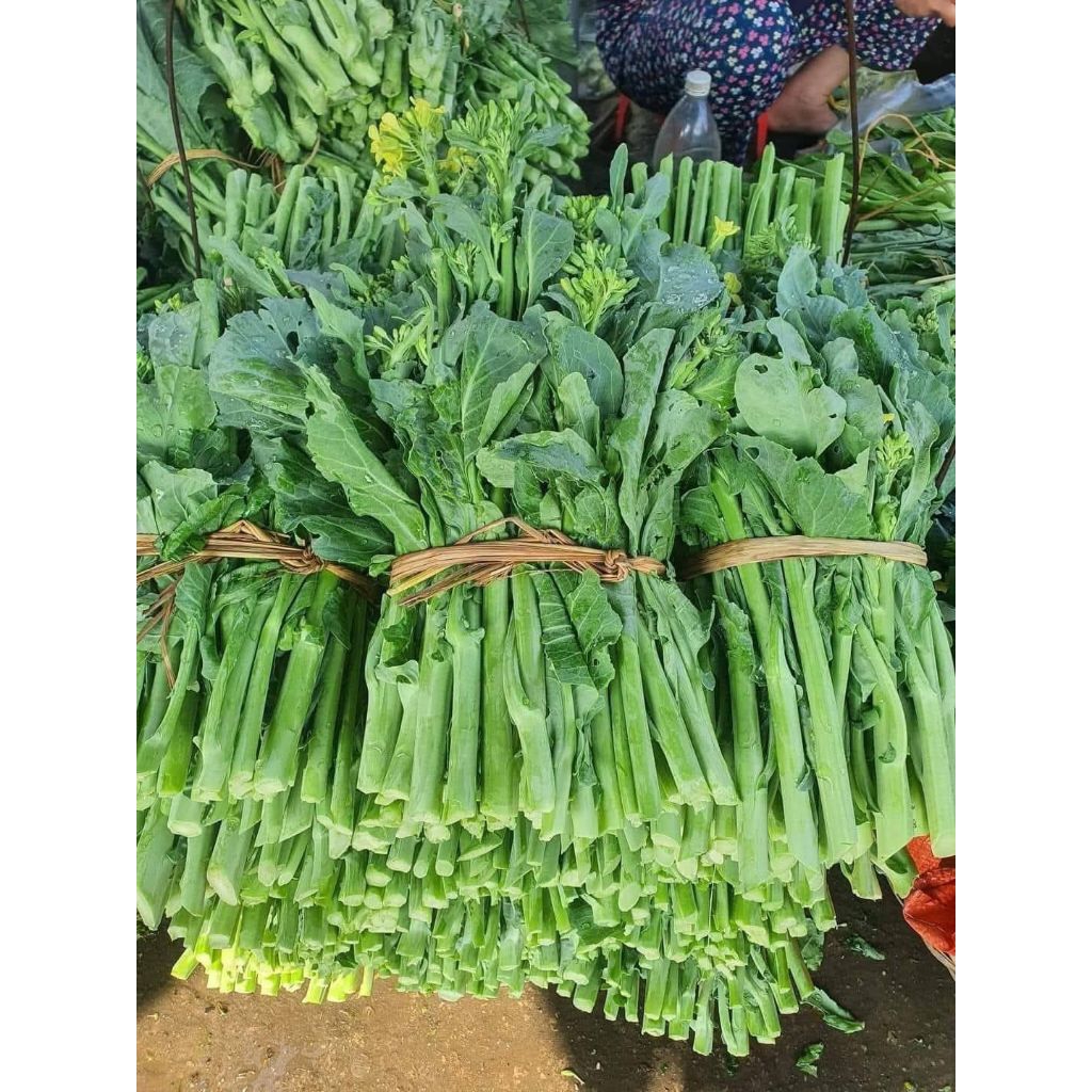 2000 Hạt Giống Cải Ngồng Xu Hào💯 Đặc Sản Vùng Cao Rất Ngon Dễ Trồng