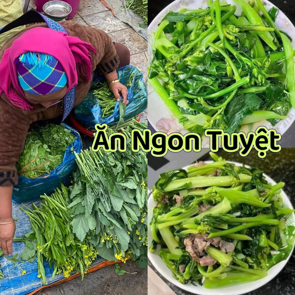 2000 Hạt Giống Cải Ngồng Xu Hào💯 Đặc Sản Vùng Cao Rất Ngon Dễ Trồng