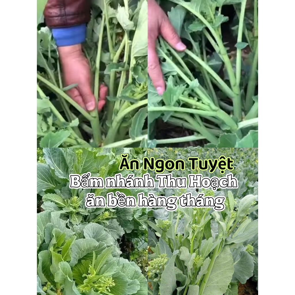 2000 Hạt Giống Cải Ngồng Xu Hào💯 Đặc Sản Vùng Cao Rất Ngon Dễ Trồng