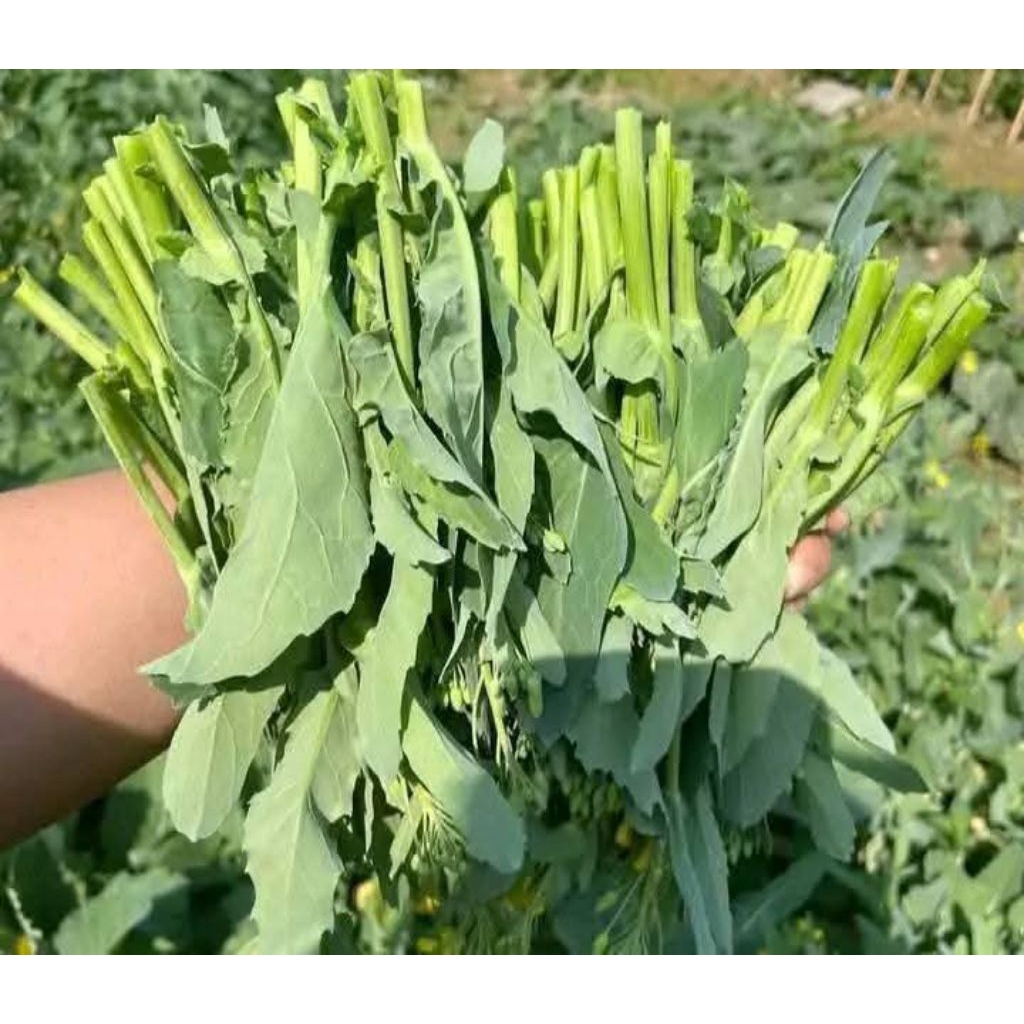 2000 Hạt Giống Cải Ngồng Xu Hào💯 Đặc Sản Vùng Cao Rất Ngon Dễ Trồng
