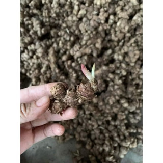 5 củ gừng đen-ngải tím sẫm màu