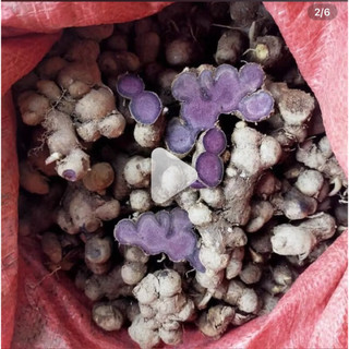 5 củ gừng đen-ngải tím sẫm màu