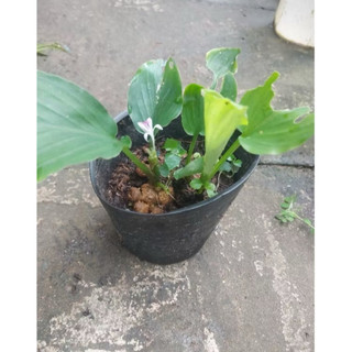 5 củ gừng đen-ngải tím sẫm màu