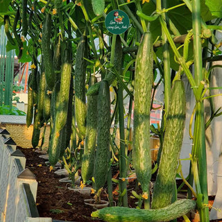 Hạt Giống Dưa Chuột Kiếm Nhật F1 (Gói 2g~70 Hạt) Siêu Đậu Quả, Quả Dài, Giòn Ngọt, Chịu Nhiệt Tốt