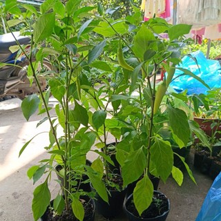 Chậu cây ớt sừng đang hoa, trái