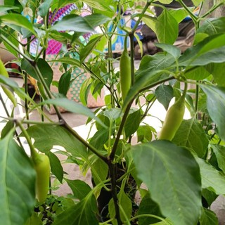 Chậu cây ớt sừng đang hoa, trái
