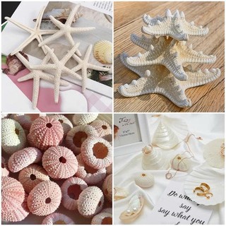 NHÍM BIỂN, ỐC, VỎ SÒ BIỂN Dựng Concept, Chụp Nail, Trang Sức, Trang Trí Chụp Ảnh, Làm Handmade