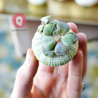 NHÍM BIỂN, ỐC, VỎ SÒ BIỂN Dựng Concept, Chụp Nail, Trang Sức, Trang Trí Chụp Ảnh, Làm Handmade