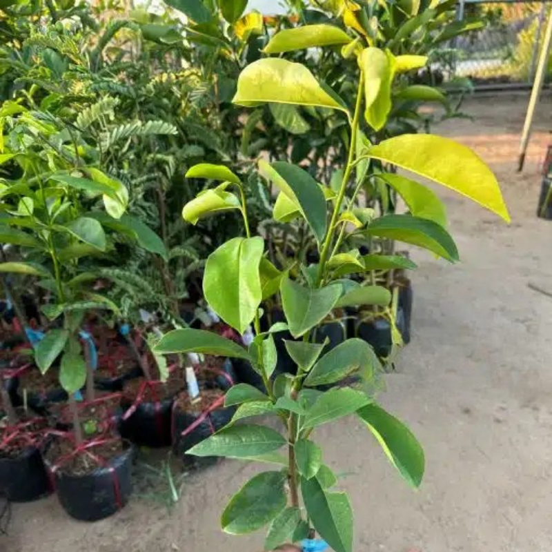 Cây Giống Mãng Cầu Xiêm Thái – Trái To Nhiều Cơm, Cực Sai Quanh Năm