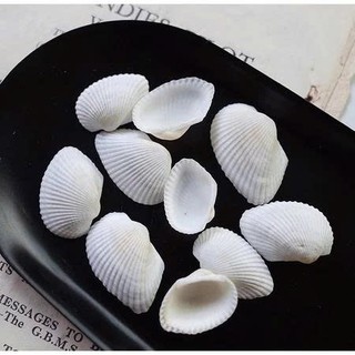 100gram Vỏ Sò Trắng trên dưới 1cm , từ 2_3cm và 3.5 cm đến 4.2cm