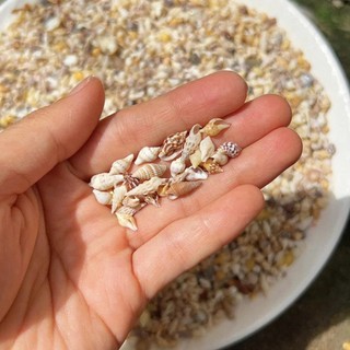 100g vỏ ốc tí nị 0.4-1cm phụ liệu make-up, nails, handmade, diy,…