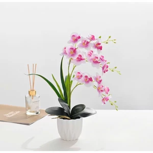 🌸 COMBO 10 CÀNH LAN HỒ ĐIỆP BÉ 1 MÀU – GIÁ CHỈ 130K 🌸