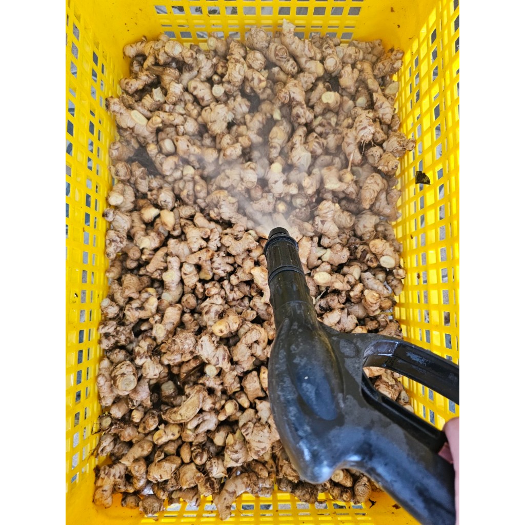 Bột gừng Gió Quê (nguyên chất - không đường), hũ 50gr