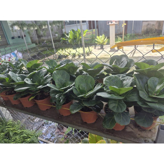 Cây Bàng Singapore (mini) - hoa kiểng lá để bàn, văn phòng, trong nhà - Hoa Kiểng Năm Lân Sa Đéc