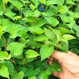 Hạt Giống Rau Diếp Cá (Gói 200 Hạt) Dễ Trồng, Ít Chăm Sóc, Cây Tự Phát Triển, Trồng Quanh Năm