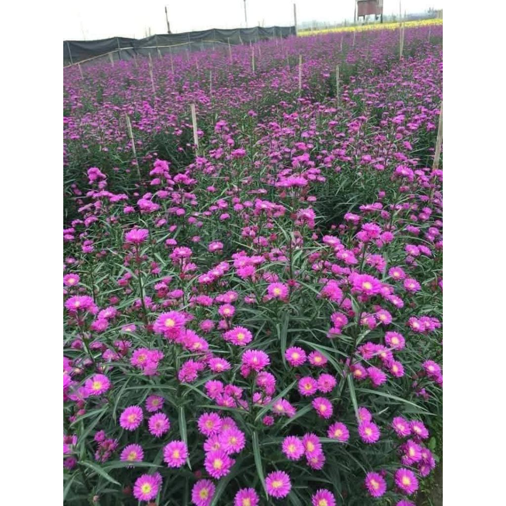 1 bó cây giống hoa thạch thảo 100 cây ♥️ rễ trần Siêu Khoẻ Đẹp Dễ Trồng