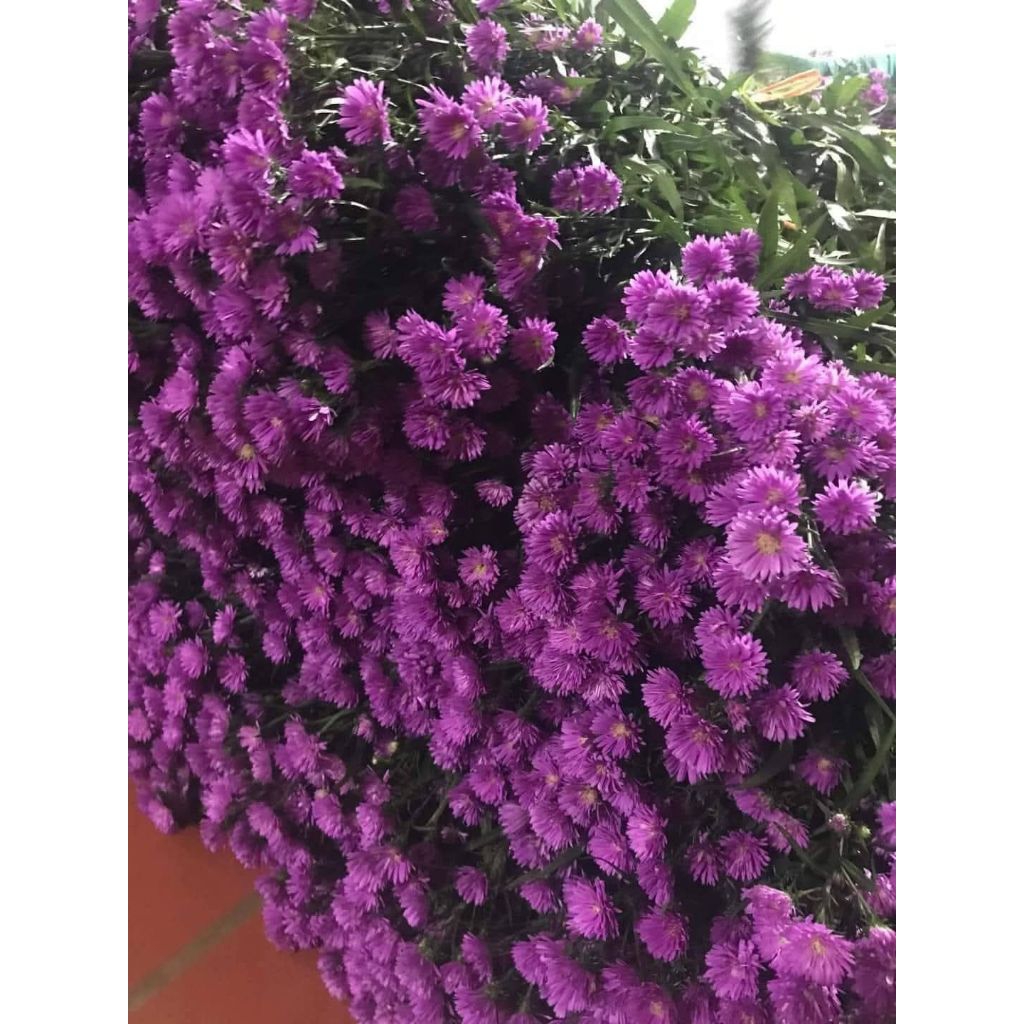 1 bó cây giống hoa thạch thảo 100 cây ♥️ rễ trần Siêu Khoẻ Đẹp Dễ Trồng