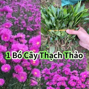 1 bó cây giống hoa thạch thảo 100 cây ♥️ rễ trần Siêu Khoẻ Đẹp Dễ Trồng