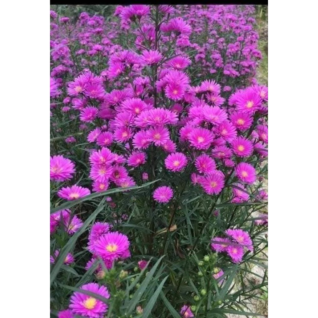 1 bó cây giống hoa thạch thảo 100 cây ♥️ rễ trần Siêu Khoẻ Đẹp Dễ Trồng
