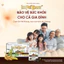 Viên ngậm ho Ích Phế Khang - Hỗ trợ bổ phế, giảm ho, giảm đờm, giảm đau rát họng và khản tiếng