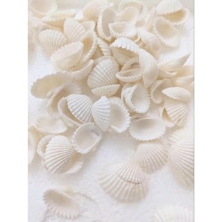 100gram Vỏ Sò Trắng trên dưới 1cm , từ 2_3cm và 3.5 cm đến 4.2cm